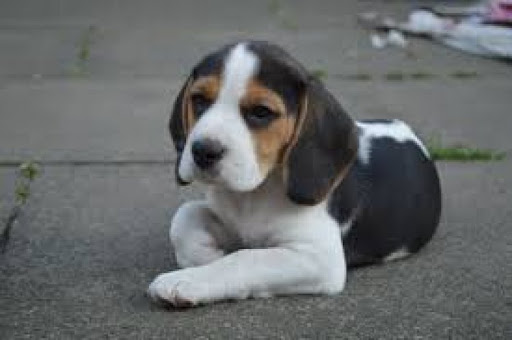 A FEMALE BEAGLE in Cheka Paws