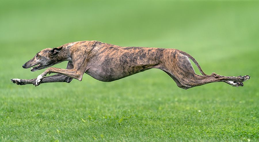 Bang, A Greyhound, longest jump at cheka paws