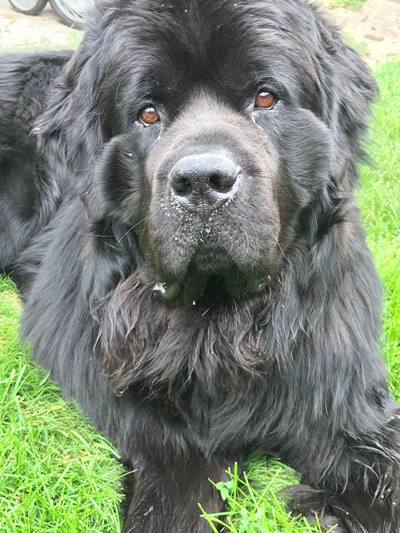 LUATH, A NEWFOUNDLAND DOG, Cheka paws