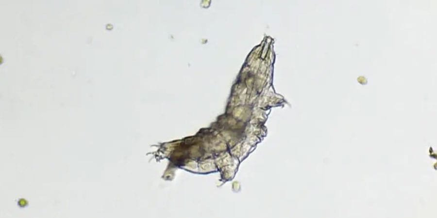 Microscopic image of a tardigrade, also known as a water bear, showcasing its segmented body and limbs