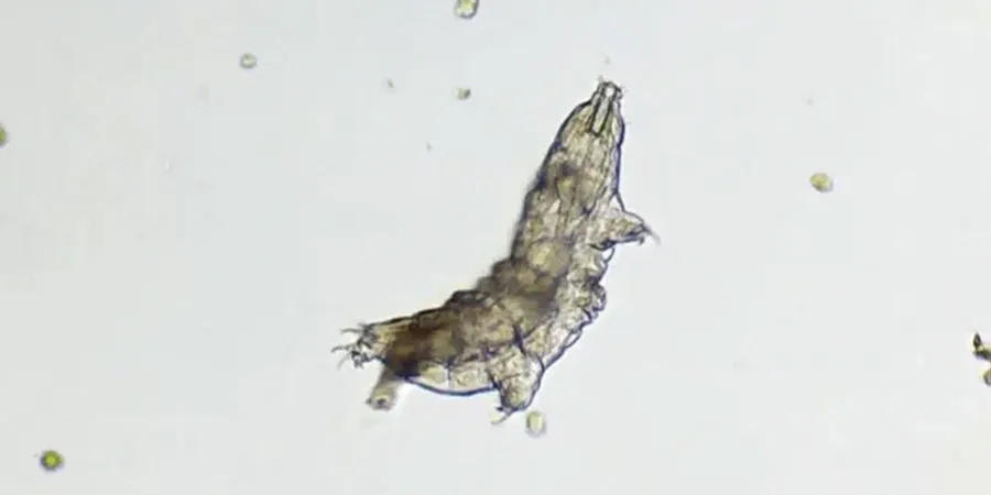 Microscopic image of a tardigrade, also known as a water bear, showcasing its segmented body and limbs