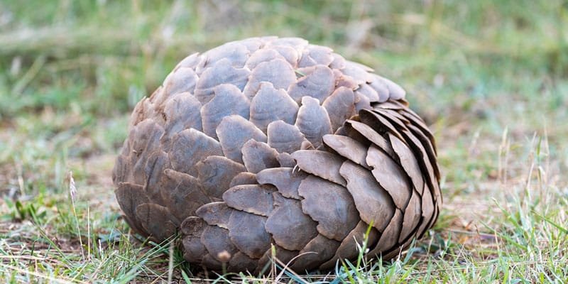 A pangolin curled into a protective ball, demonstrating its unique defence mechanism