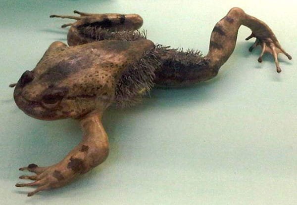 The Frog That Channels Its Inner Wolverine