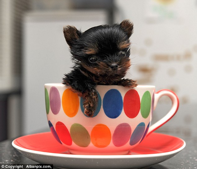 YOKHSHIRE, smallest dog in cheka paws