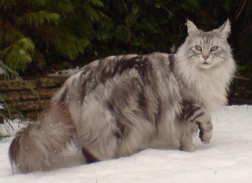 Maine coons
Chekapaws
