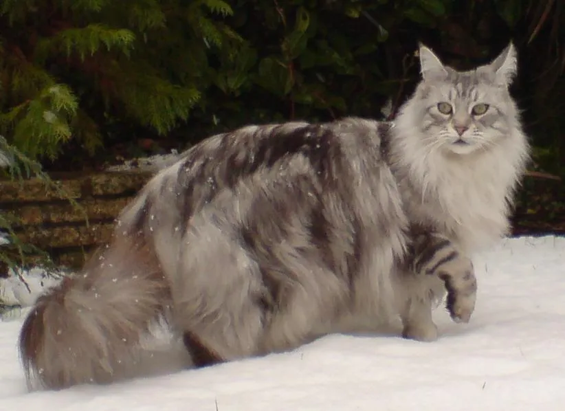 Maine coons
Chekapaws