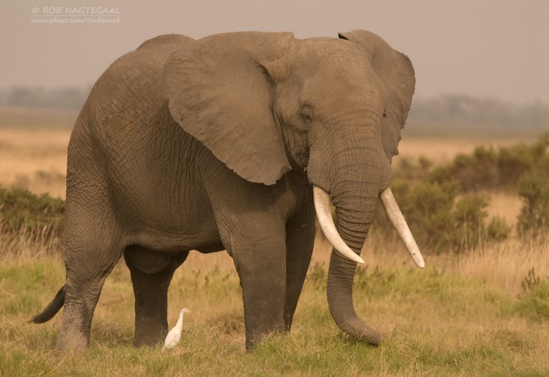 African Elephant  
Chekapaws