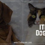 Toxic food items for dogs and cats blog cover