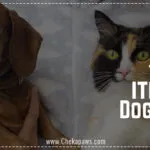 Toxic food items for dogs and cats blog cover