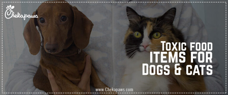 Toxic food items for dogs and cats blog cover