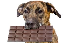 Dog eating Chocolate
chekapaws