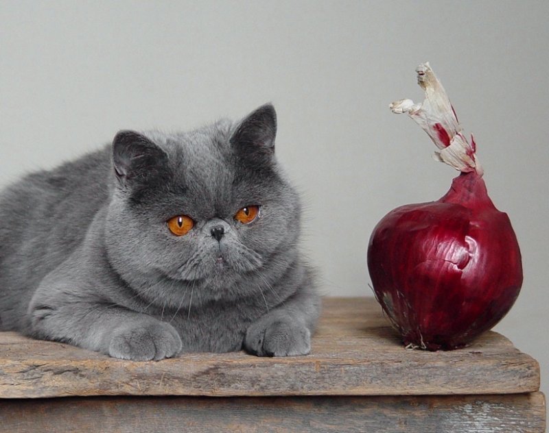 Cat and Onion
Chekpaws