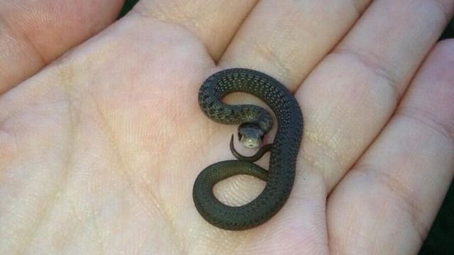 Smallest Snake