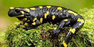 Salamander