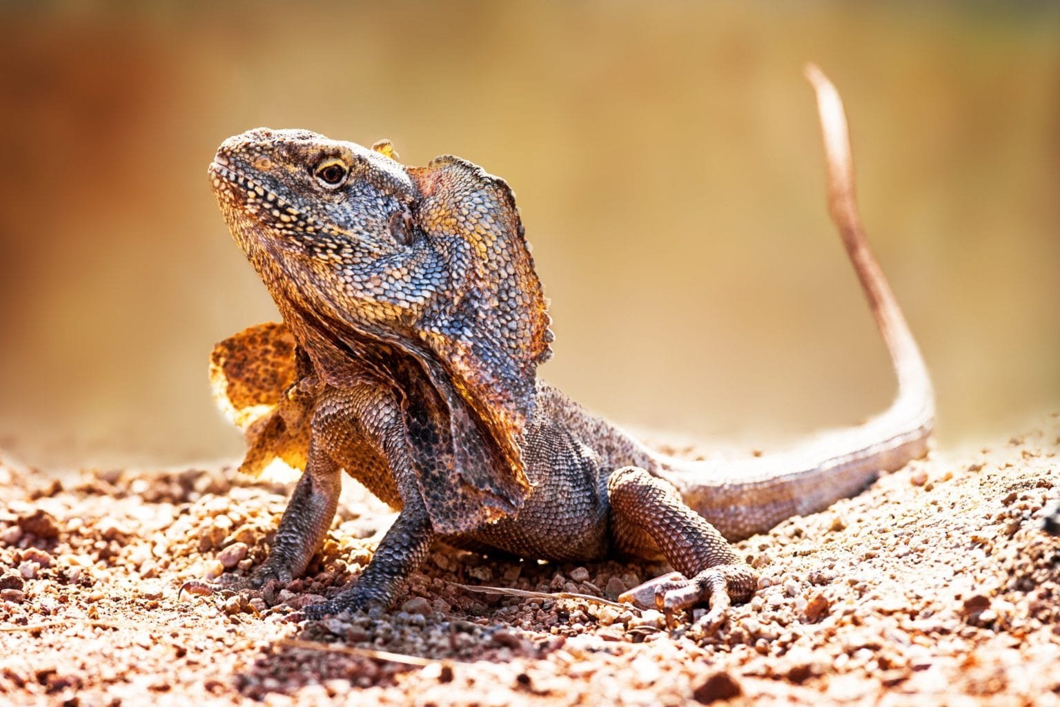 Interesting Facts about Reptiles and Amphibians Cheka Paws Animal Care