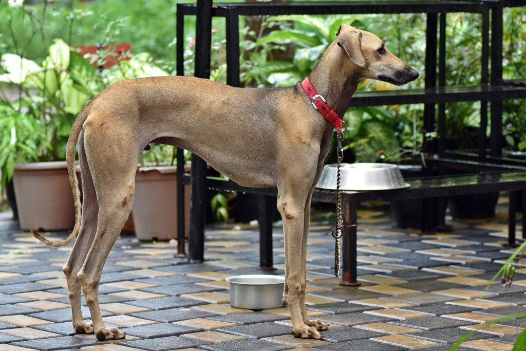 List of Indie/ Desi Dog Breeds: - Cheka Paws Animal Care