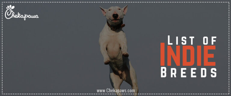 Indie dog breeds blog cover