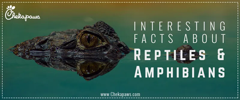 Interesting facts about reptiles & Amphibians blog cover