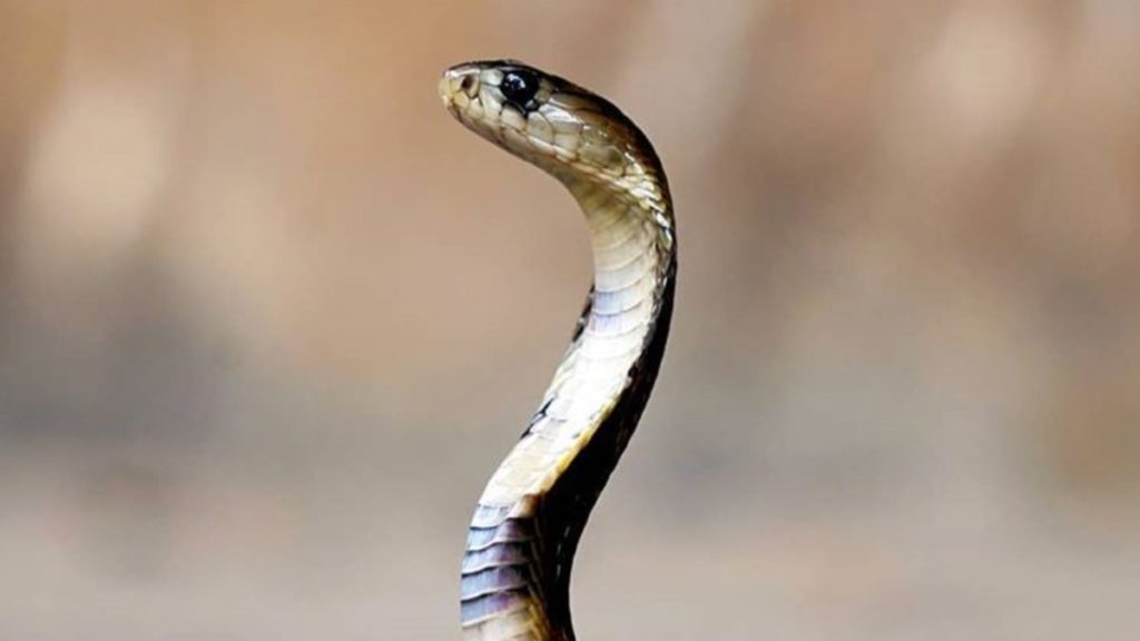 King cobra