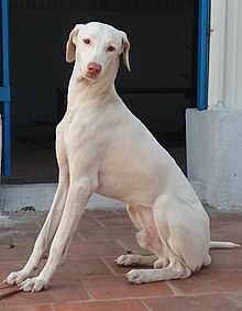 Rajapalayam Dog