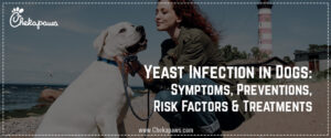 Yeast Infection in dogs Blog cover