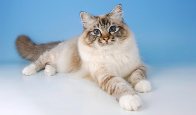 Birman cat