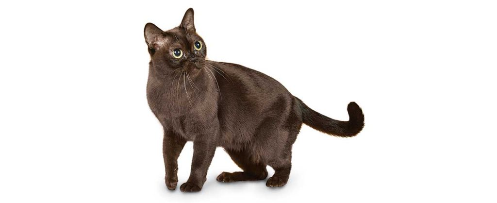 Burmese Cat