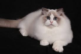 Ragdoll Cat