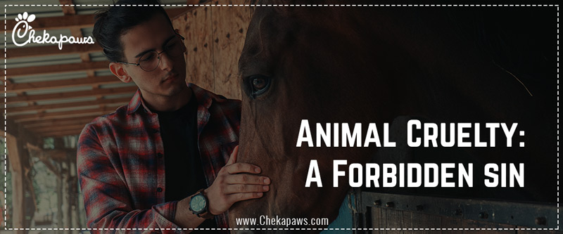 Animal Cruelty Blog cover image