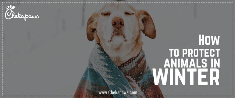 how to protect animals in winter blog cover