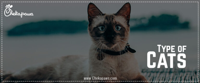 Types of cats blog cover image