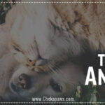 Why its better to adopt animals blog cover