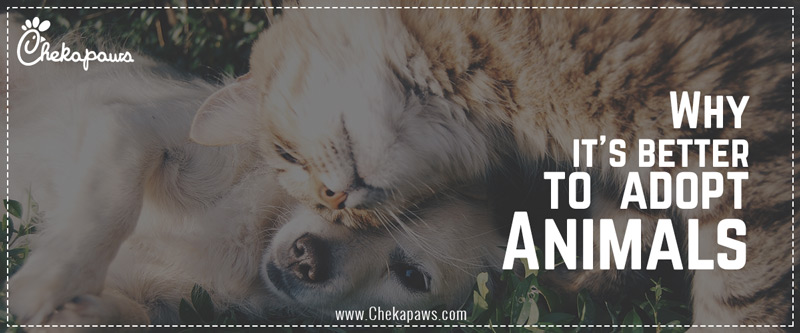 Why its better to adopt animals blog cover