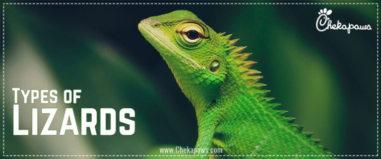 Types of lizards blog cover