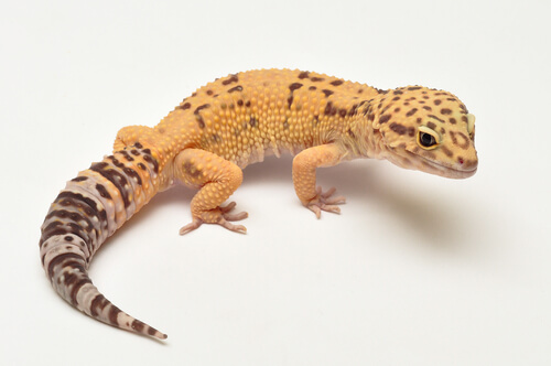 Common Leopard Lizard