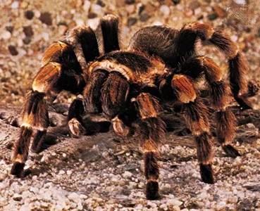 Tarantula Spider