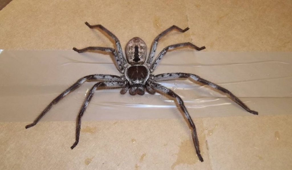 Huntsman Spider