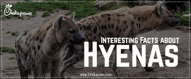 Interesting Facts About Hyenas   Cheka Paws Animal Care