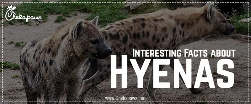 Interesting Facts about Hyenas Blog cover image