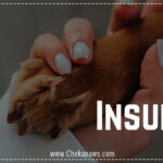 Pet insurance blog cover image