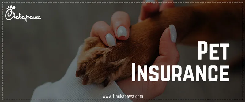 Pet insurance blog cover image