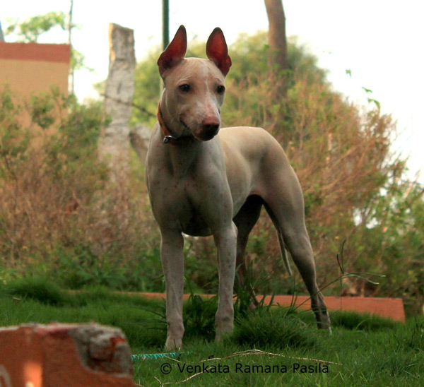 Jonangi Dog