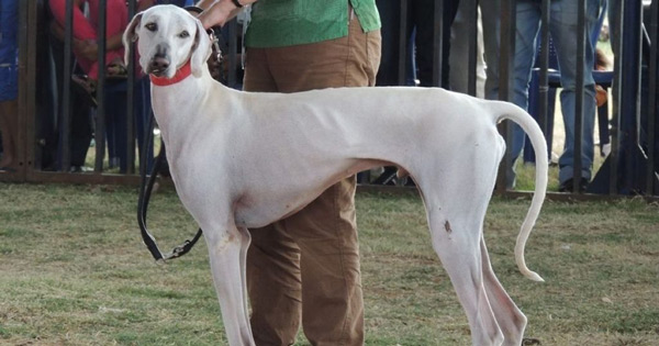 Mudhol Hound Dog