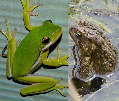 Frog and Toad