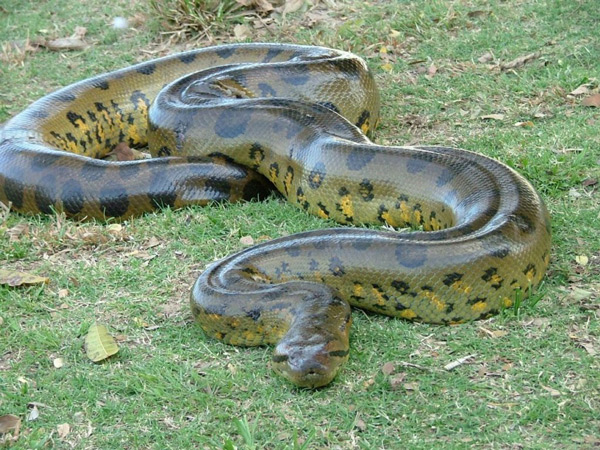 Largest Snake