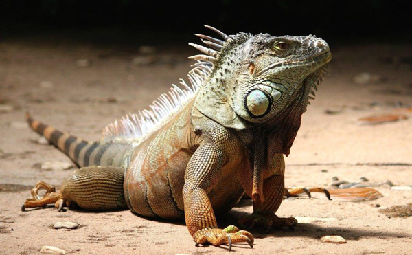 Green Iguana