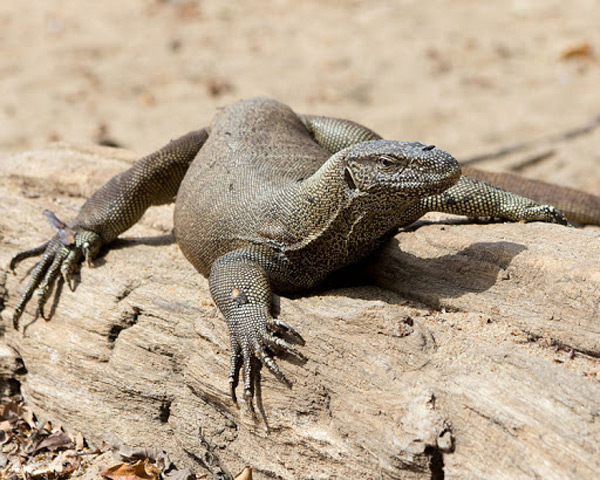 Bengal Indian Lizard