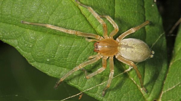 Yellow Sac Spider