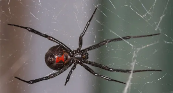 Black Widow Spider