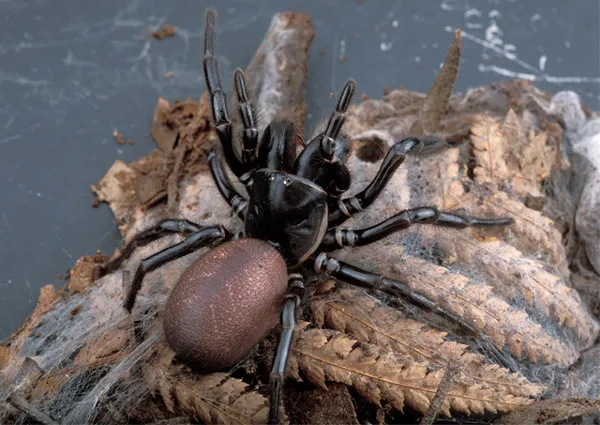 Funnel web spider